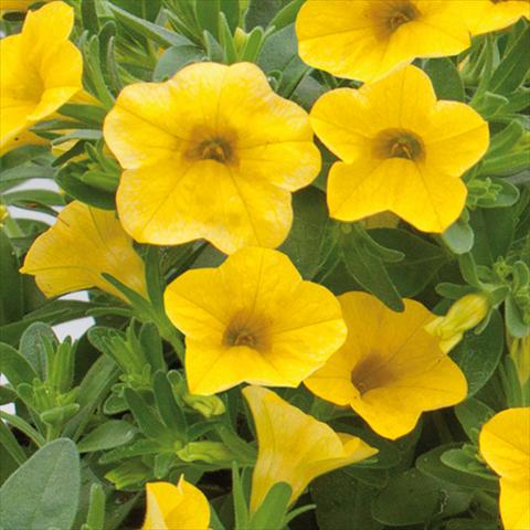 Foto fiore da  Basket vaso o aiuola Calibrachoa hybrida MiniFamous® Neo True Yellow