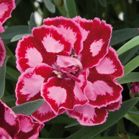 Foto fiore da  Vaso e aiola Dianthus chinensis Diantica® Strawberry Cream