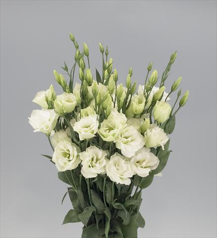 Foto fiore da  Reciso Lisianthus F.1 Magic Green