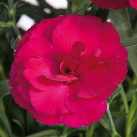 Foto fiore da  Vaso e aiola Dianthus caryophyllus SuperTrouper® Amy