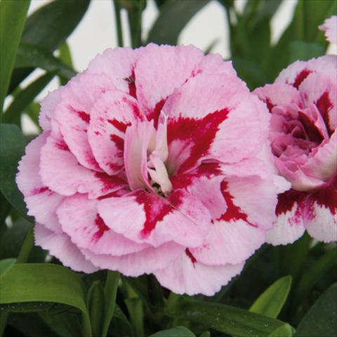 Foto fiore da  Vaso e aiola Dianthus caryophyllus Oscar®Purple Star