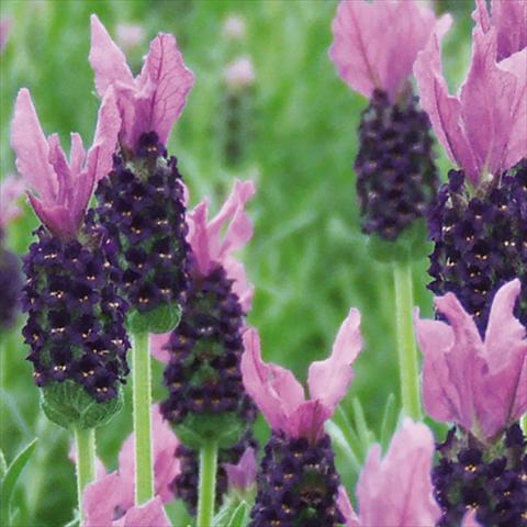 Foto fiore da  Vaso e aiola Lavandula stoechas LaVela Violetto