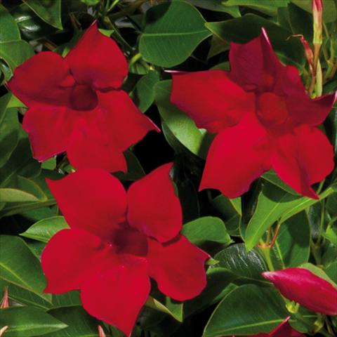 photo of flower to be used as: Pot Mandevillea Sevilla Dundee