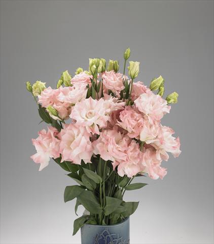 Foto fiore da  Reciso Lisianthus F.1 Magic Misty Pink