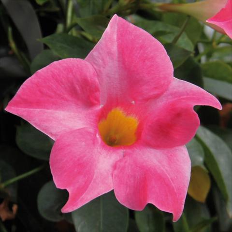 photo of flower to be used as: Pot Mandevillea 2015 Mandevilla Sevilla Pink