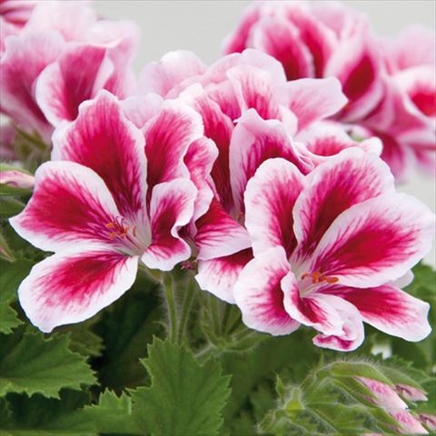 Foto fiore da  Vaso Pelargonium grandiflorum Novita Pink Bicolor