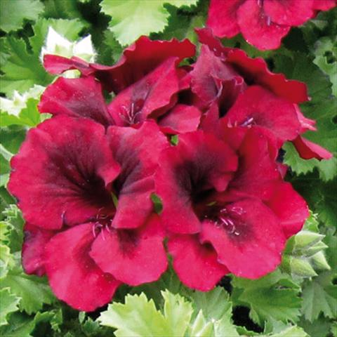 photo of flower to be used as: Patio, pot Pelargonium grandiflorum Novita Purple Red