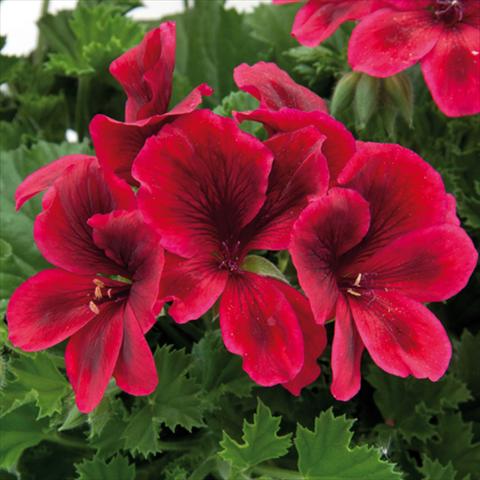 photo of flower to be used as: Pot Pelargonium grandiflorum Novita Red
