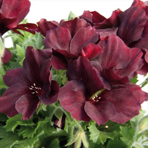 Foto fiore da  Vaso Pelargonium grandiflorum Novita Ruby Red