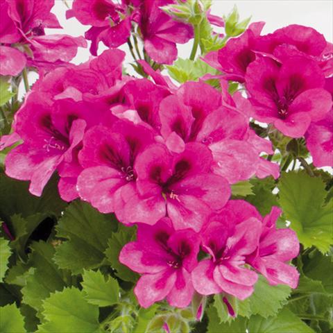 Foto fiore da  Vaso Pelargonium grandiflorum Novita Violet