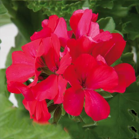 Foto fiore da  Vaso Pelargonium interspec. Marcada Magenta