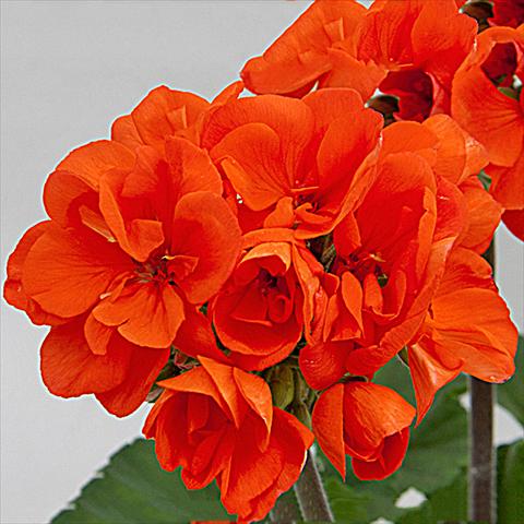 Foto fiore da  Vaso Pelargonium zonale Moonlight® Guido 15