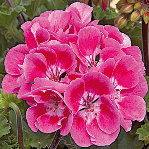 photo of flower to be used as: Pot Pelargonium zonale Moonlight® Vineta