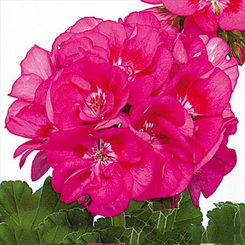 photo of flower to be used as: Pot Pelargonium zonale Sunrise® Ella