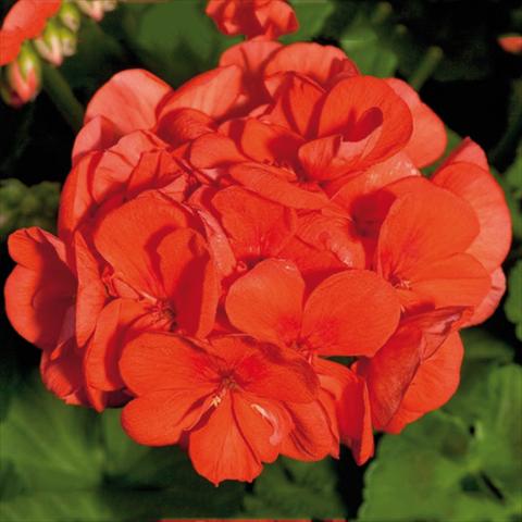 Foto fiore da  Vaso Pelargonium zonale Sunrise® XL Mandarin