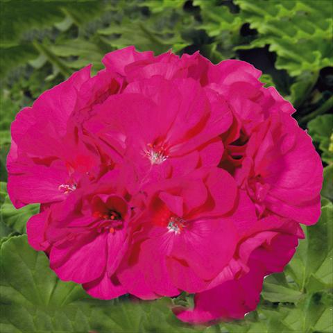 Foto fiore da  Vaso Pelargonium zonale Sunrise® XL Evita