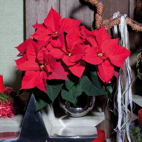 Foto fiore da  Vaso Poinsettia - Euphorbia pulcherrima Christmas Aurora