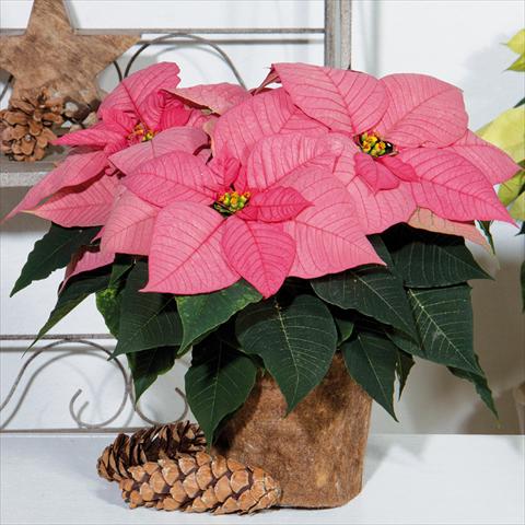 photo of flower to be used as: Pot Poinsettia - Euphorbia pulcherrima Christmas Glory