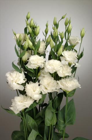 Foto fiore da  Reciso Lisianthus F.1 Magic White