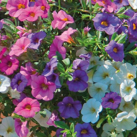 photo of flower to be used as: Basket / Pot 3 Combo Trixi® interspecifico MiniFamous®SPA