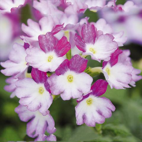 photo of flower to be used as: Pot Verbena Bebop®Lavender