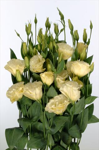 Foto fiore da  Reciso Lisianthus F.1 Magic Yellow