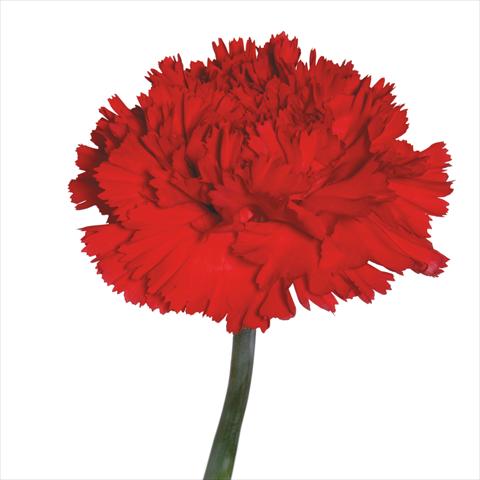 Foto fiore da  Reciso Dianthus caryophyllus Garofani standard Pintado