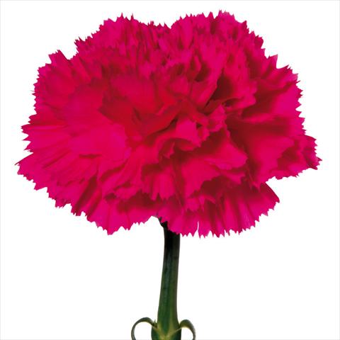 Foto fiore da  Reciso Dianthus caryophyllus Garofani standard Bizet