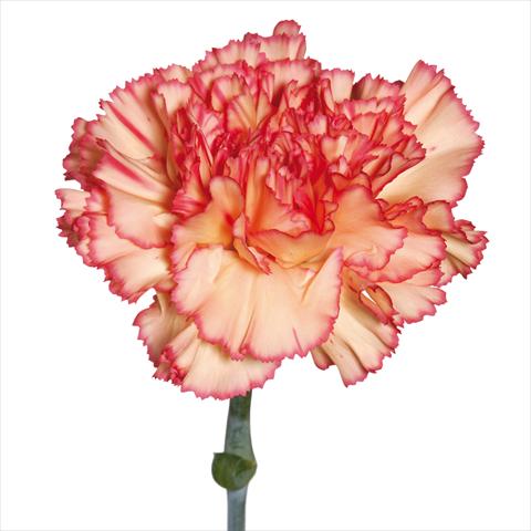 Foto fiore da  Reciso Dianthus caryophyllus Garofani standard Botticeli