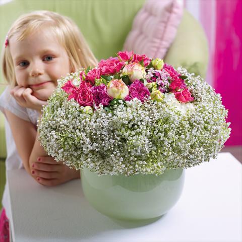 photo of flower to be used as: Cutflower Gypsophila Petite