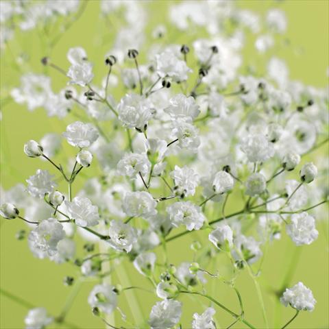 photo of flower to be used as: Cutflower Gypsophila Pearls® Ginga way