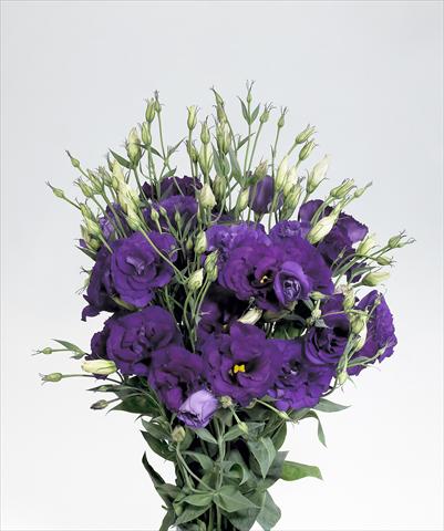 Foto fiore da  Reciso Lisianthus F.1 Super Magic Deep Blue