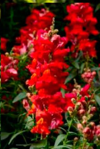 Foto fiore da  Vaso e aiola Antirrhinum majus Snaptastic Scarlet Orange