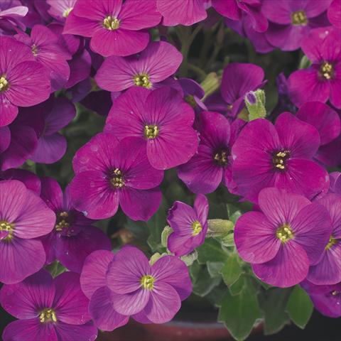 Foto fiore da  Vaso Aubrieta hybrida Axcent Lilac imp