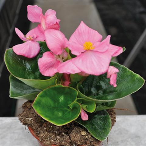 Foto fiore da  Vaso e aiola Begonia semperflorens Topspin Pink