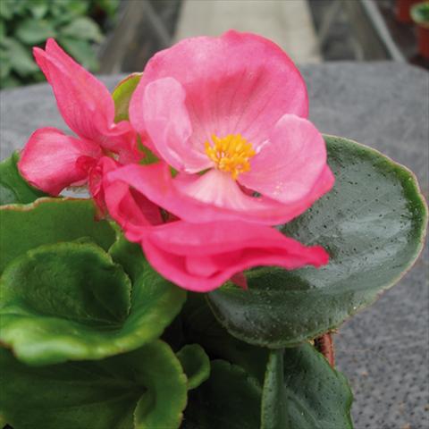 Foto fiore da  Vaso e aiola Begonia semperflorens Topspin Rose