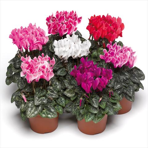 Foto fiore da  Vaso Cyclamen persicum Midori Syncro Mix