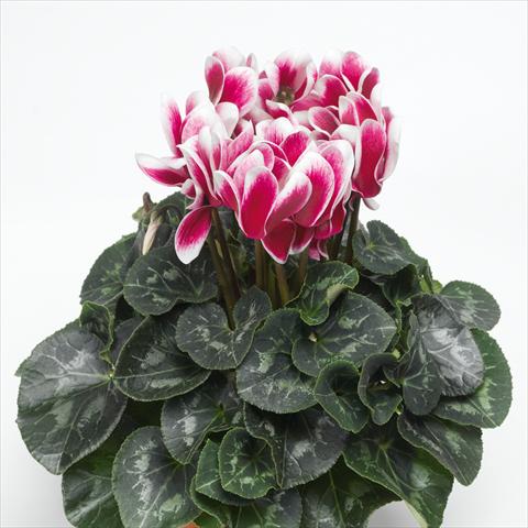 Foto fiore da  Vaso Cyclamen persicum Snowridge Maxi Wine