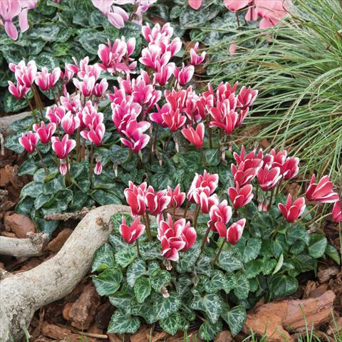 Foto fiore da  Vaso Cyclamen persicum mini Snowridge Mini