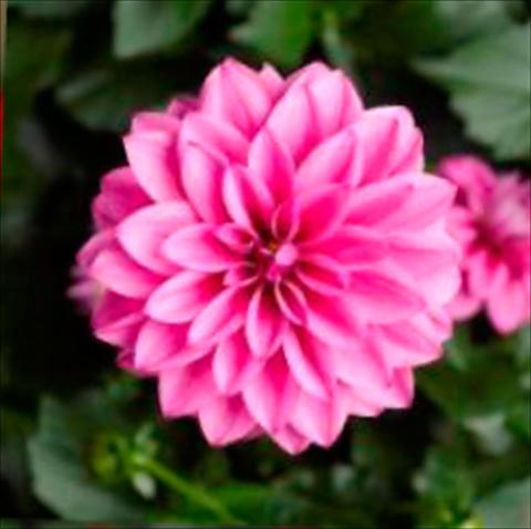 Foto fiore da  Vaso Dahlia x hybrida Grandalia Rose