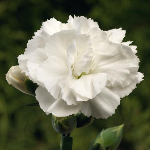 Foto fiore da  Vaso Dianthus Suncharm White