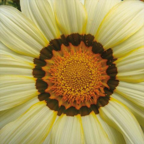 Foto fiore da  Vaso e aiola Gazania rigens Big Kiss White