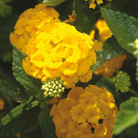 Foto fiore da  Vaso e aiola Lantana camara Bandana Landscape Gold