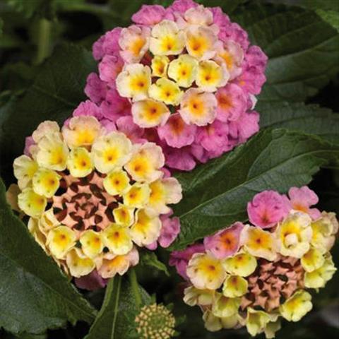 Foto fiore da  Vaso e aiola Lantana camara Bandana Landscape Pink