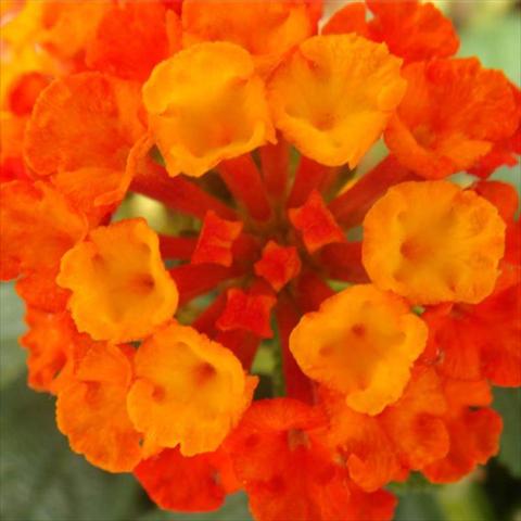 Foto fiore da  Vaso e aiola Lantana camara Bandana Landscape Red