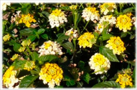 photo of flower to be used as: Pot and bedding Lantana camara Bandana Lemon Zest