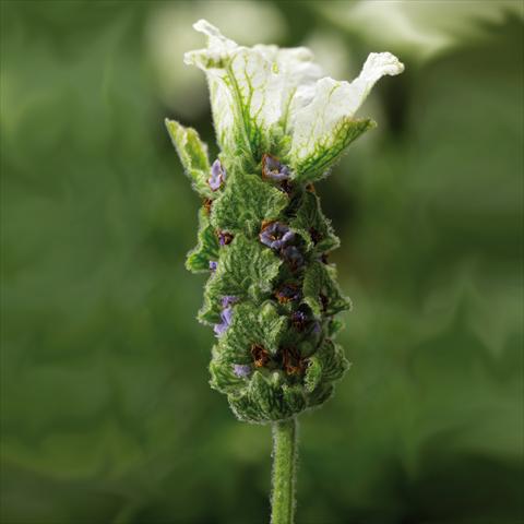 photo of flower to be used as: Pot and bedding Lavandula stoechas Javelin White Imp