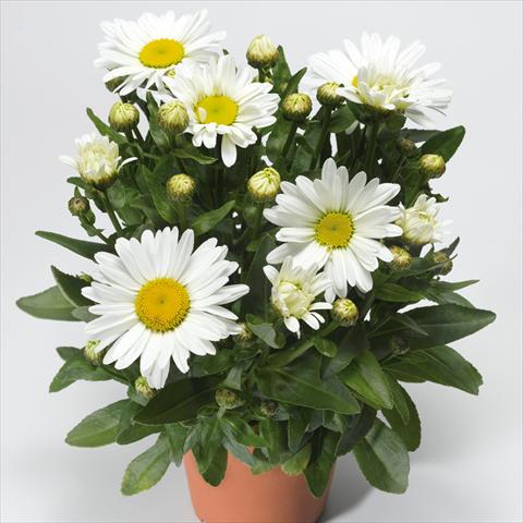 Foto fiore da  Vaso e aiola Leucanthemum Western Star Taurus