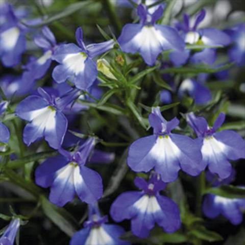 Foto fiore da  Vaso Lobelia erinus Techno DC Big Blue Eye