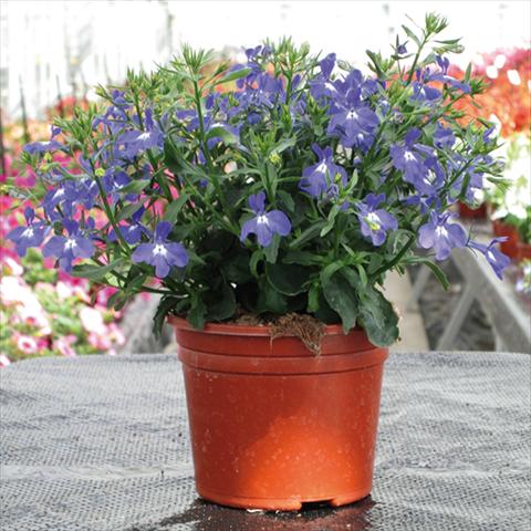 Foto fiore da  Vaso Lobelia erinus Techno Up Blue